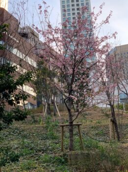 片づけ、やりたくなる桜の時期が・・・