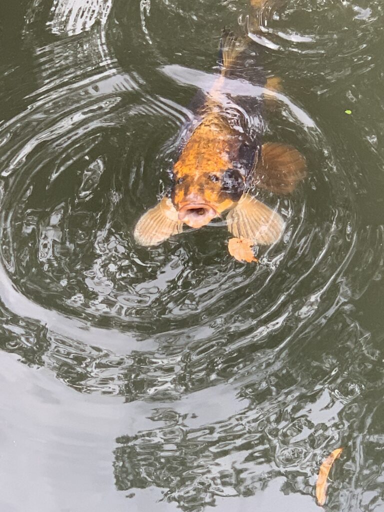 人面魚に遭遇！